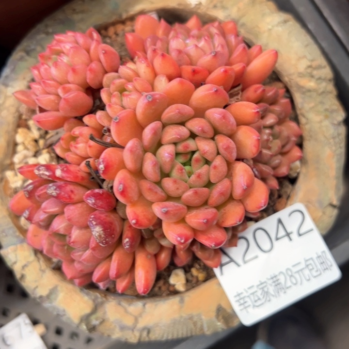 幸运的是我的朋友