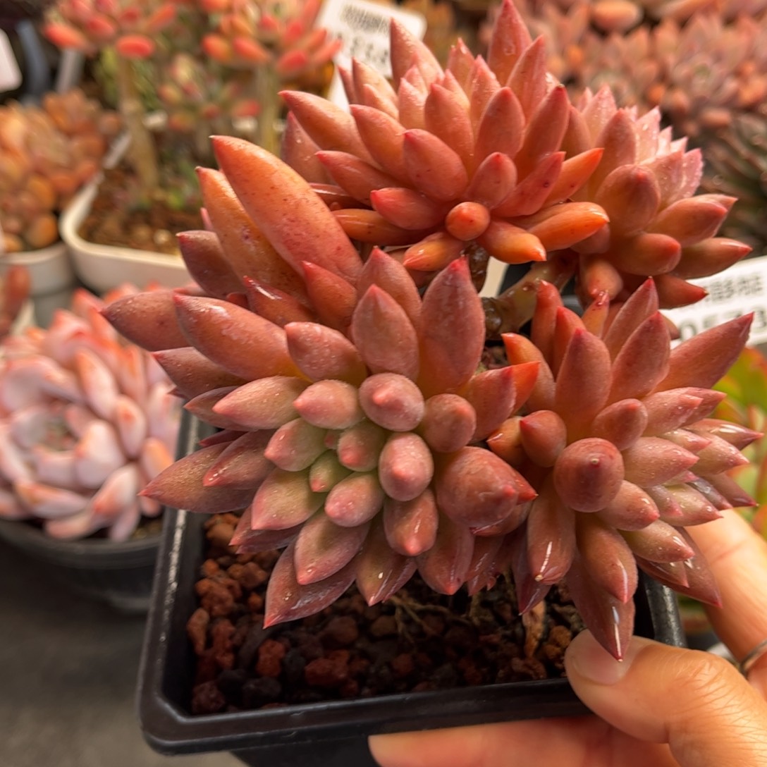 多肉植物0576 满30包邮