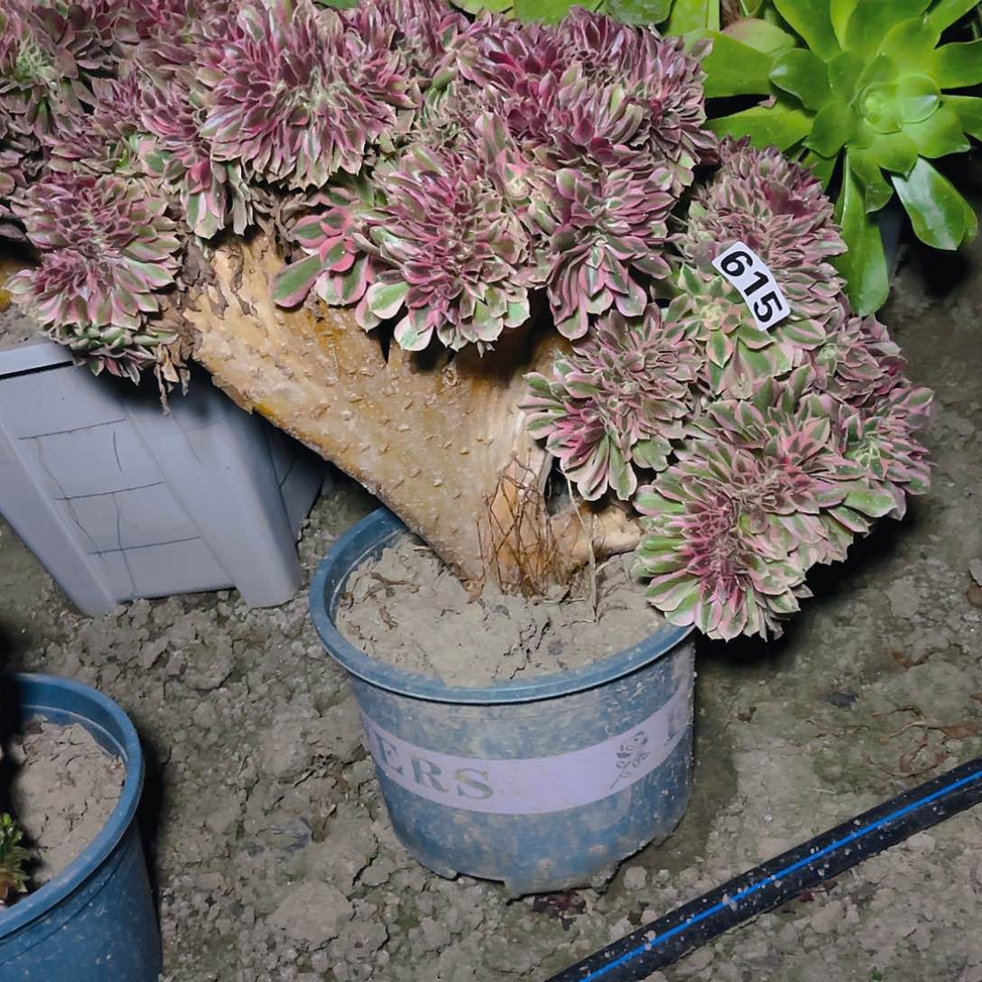 法师法师15-27包邮法师