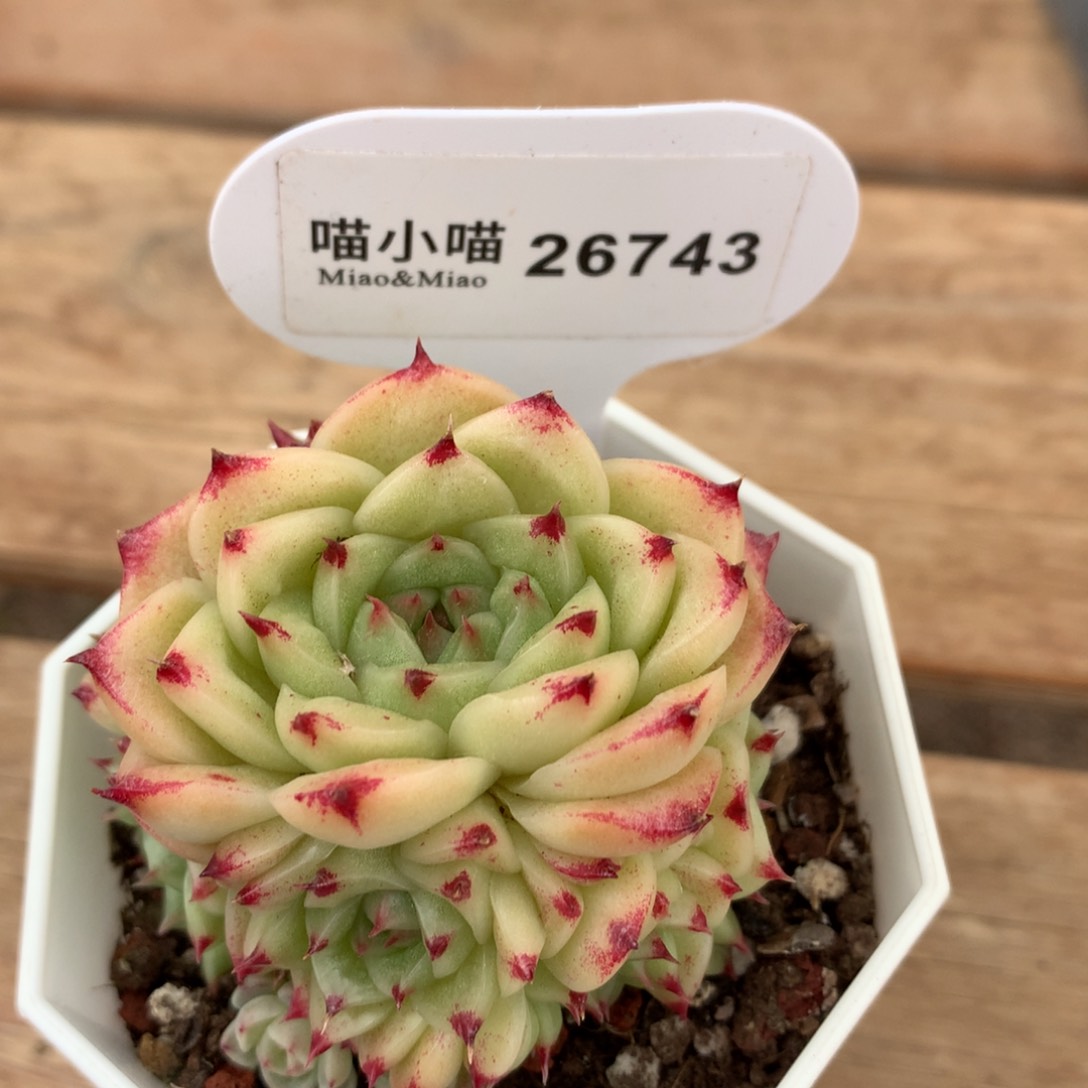 苗*饱多肉植物麦秆珍妮