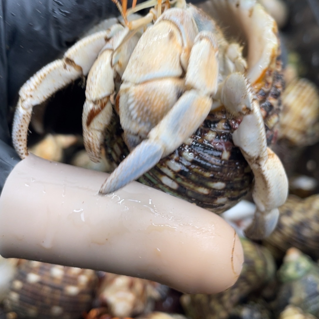 不退不换活体宠物54