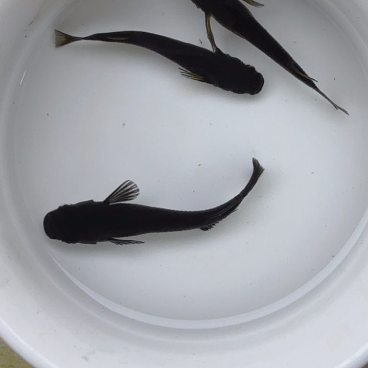 青鳉鱼大蛇30号青鳉