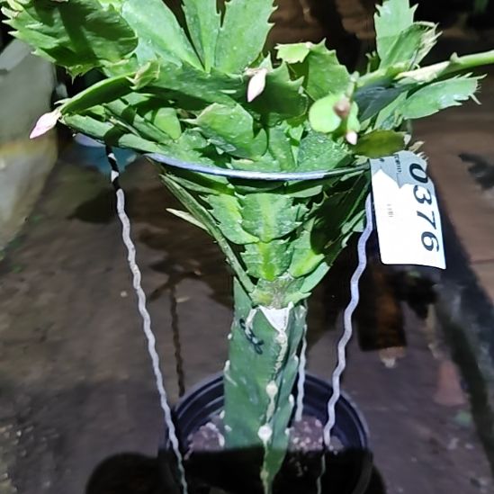 黄重瓣嫁接零度之上376