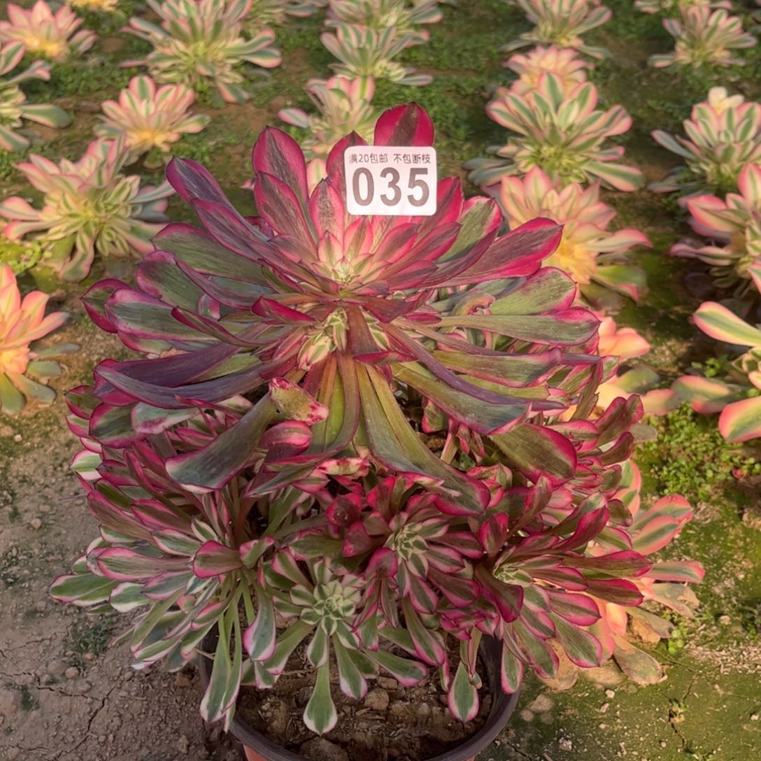 红铜白035不包断枝