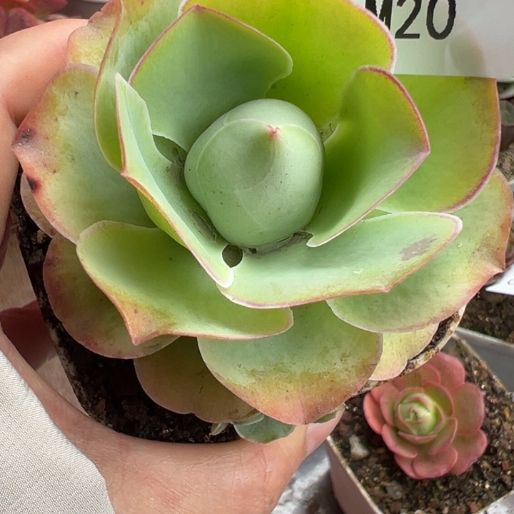 苗苗山地玫瑰不知名桃子20