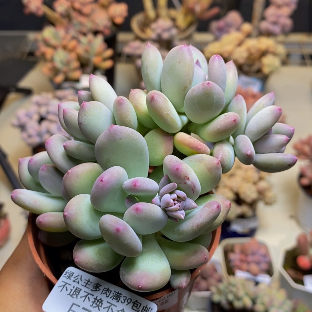 727苹果奶四代多肉9c m