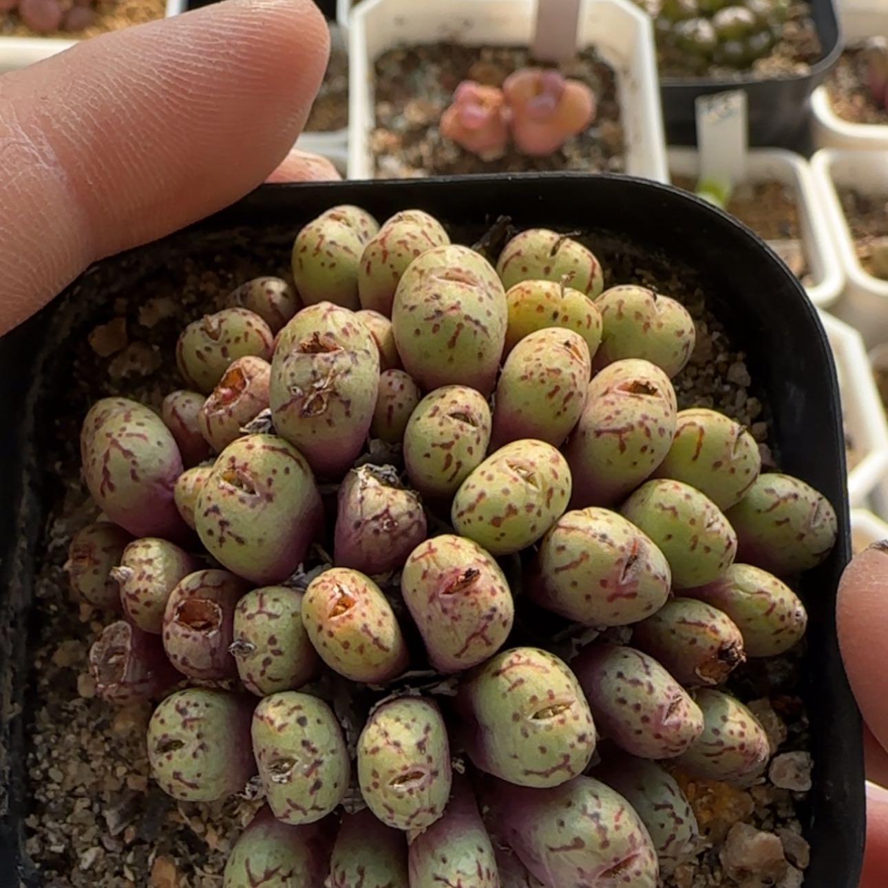 【闪购商品】7977