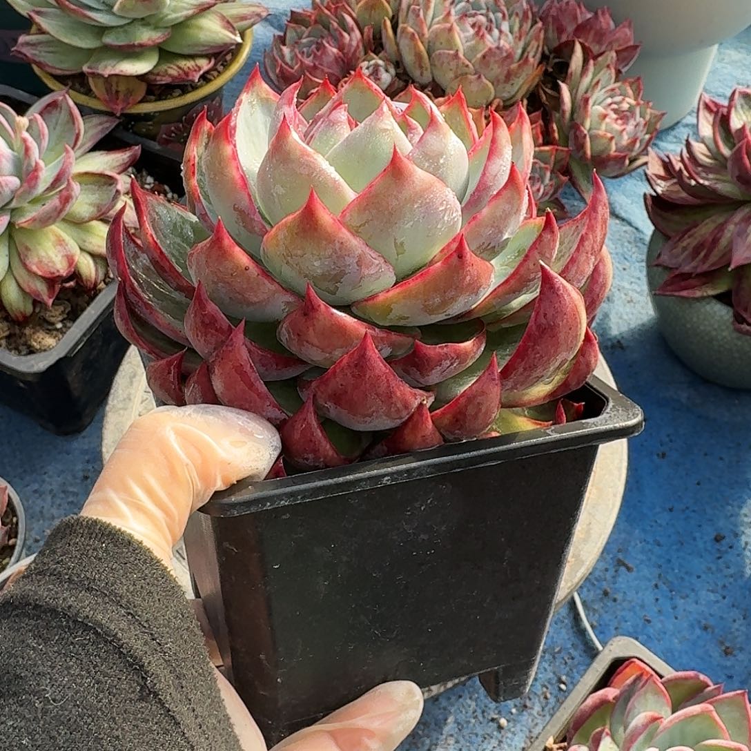 惊鸿惊鸿惊鸿 3971.......