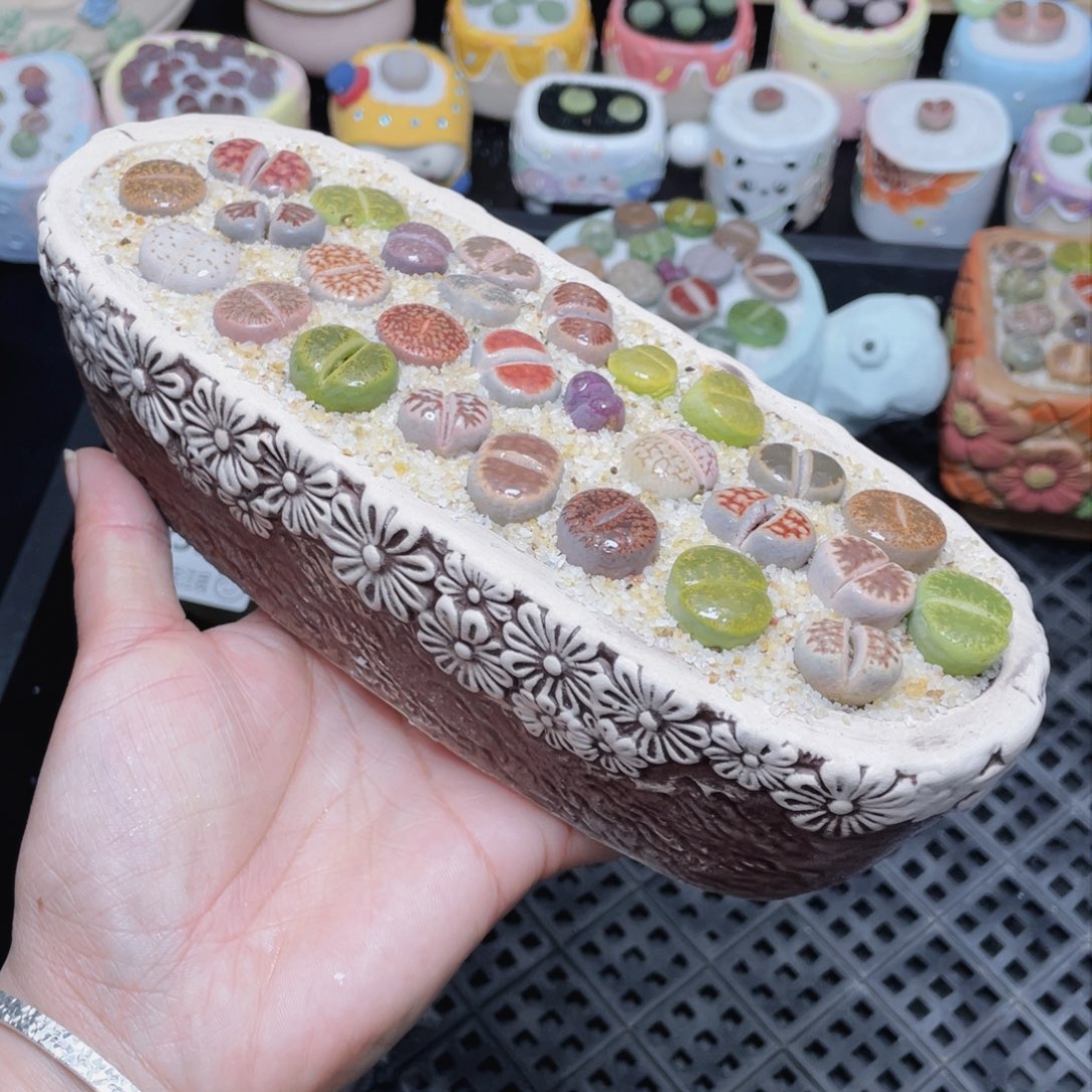 w3577 -零下地区拍保温箱-15支持寄养