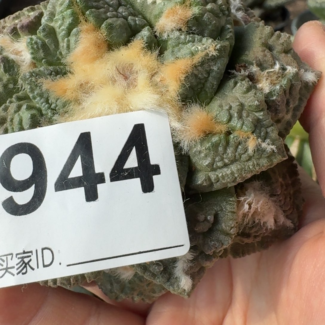 【闪购商品】?****鱼自根牡丹944