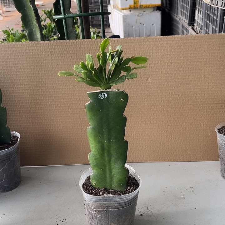 当前无花栽培后可以开花050