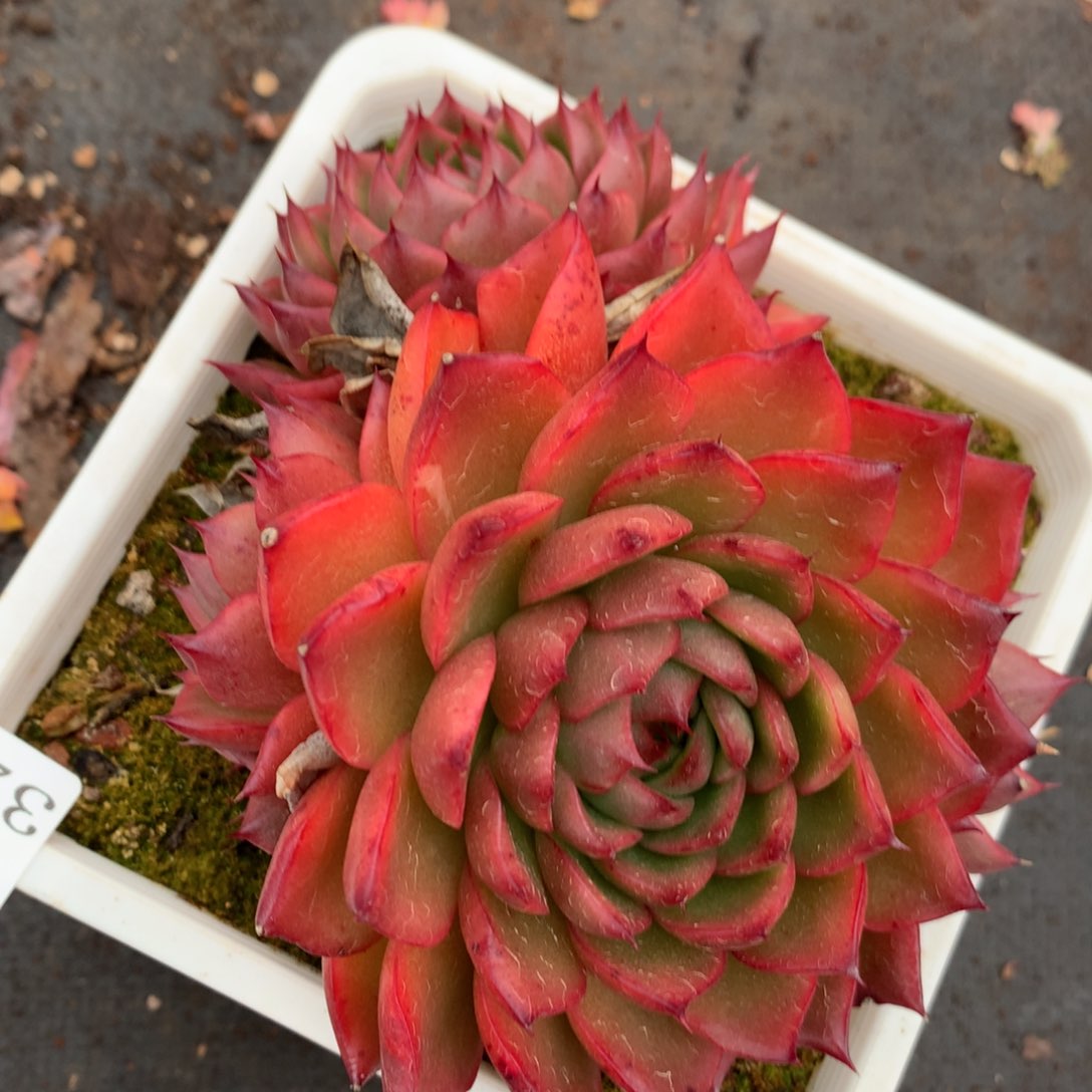 3211杂交多肉植物