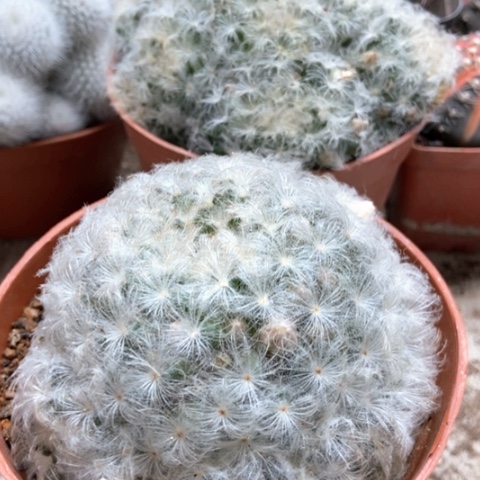 两盆白星仙人球15米仙人球