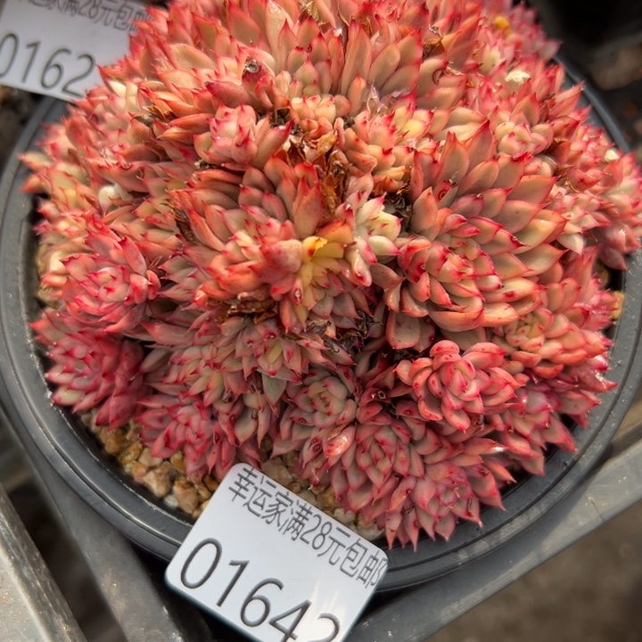 幸运的是你还没幸运