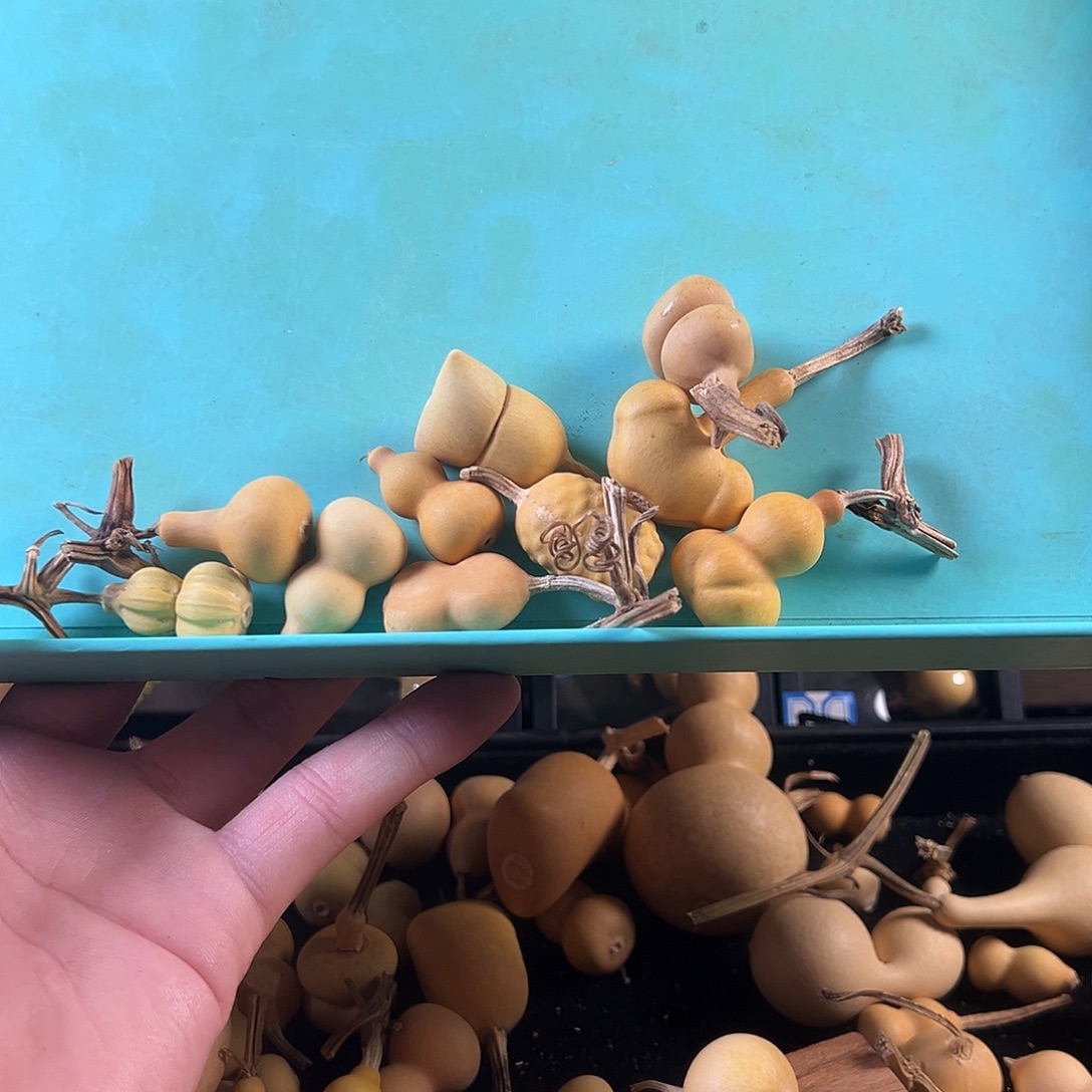 可***边葫芦葫芦葫芦葫芦