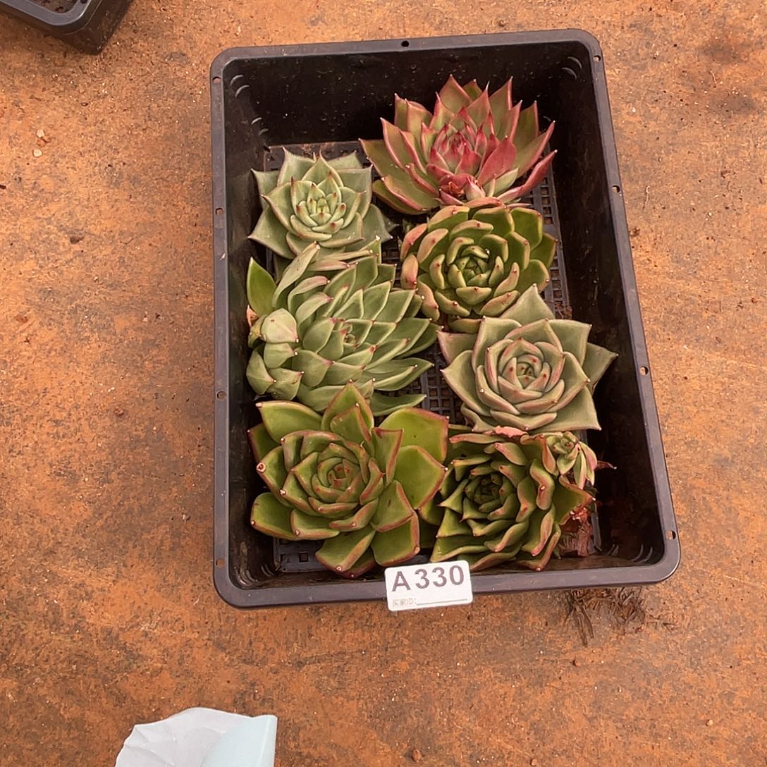 若如东云筐拍A330