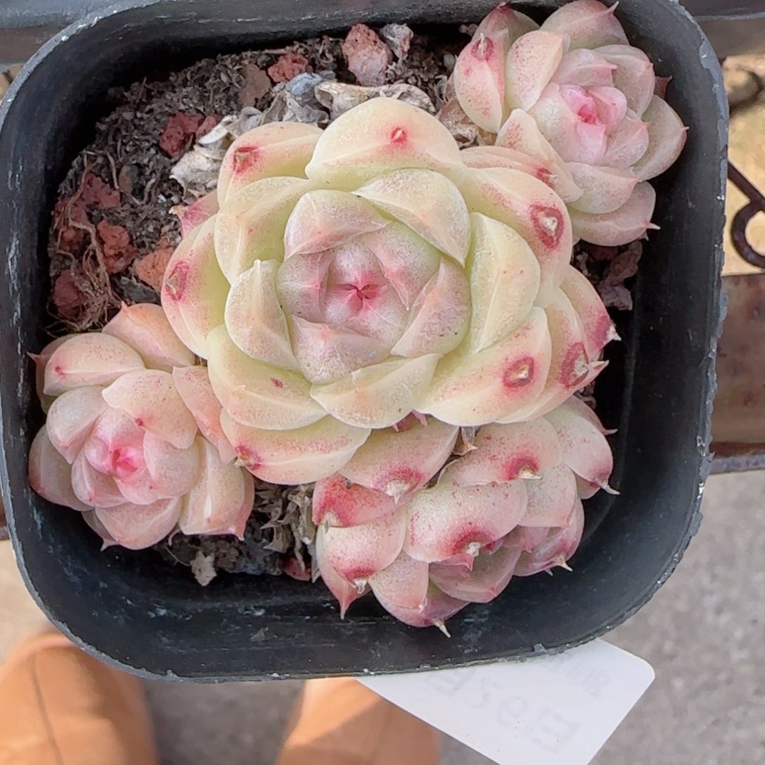 花语多肉1226-165散