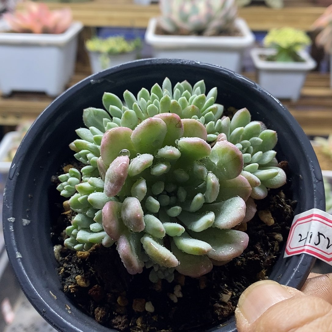 21152 小红蛋锦自然群