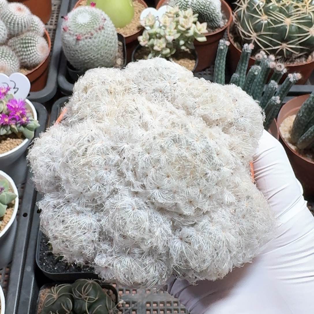 白星仙人球仙人球123