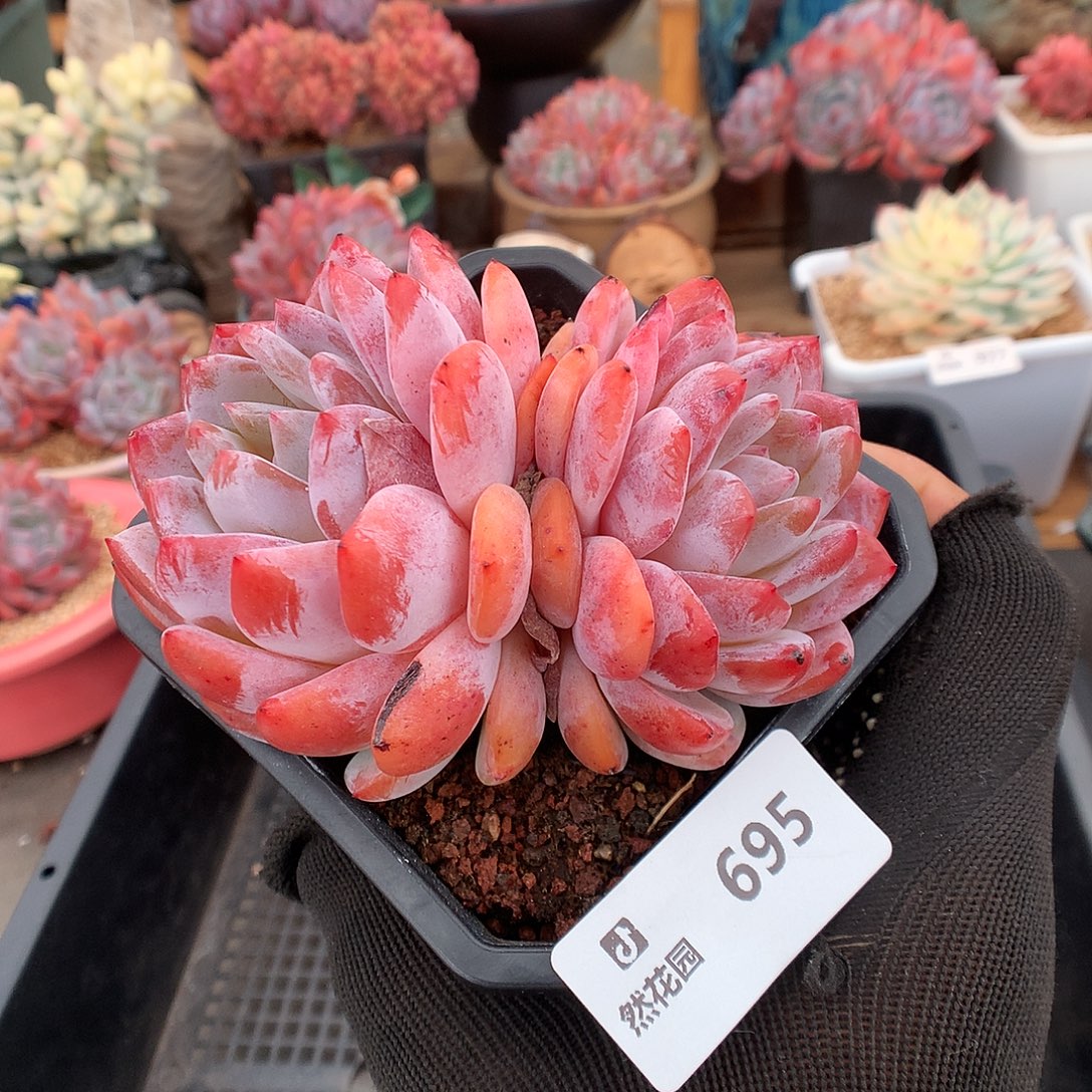 695雪天使多肉植物666