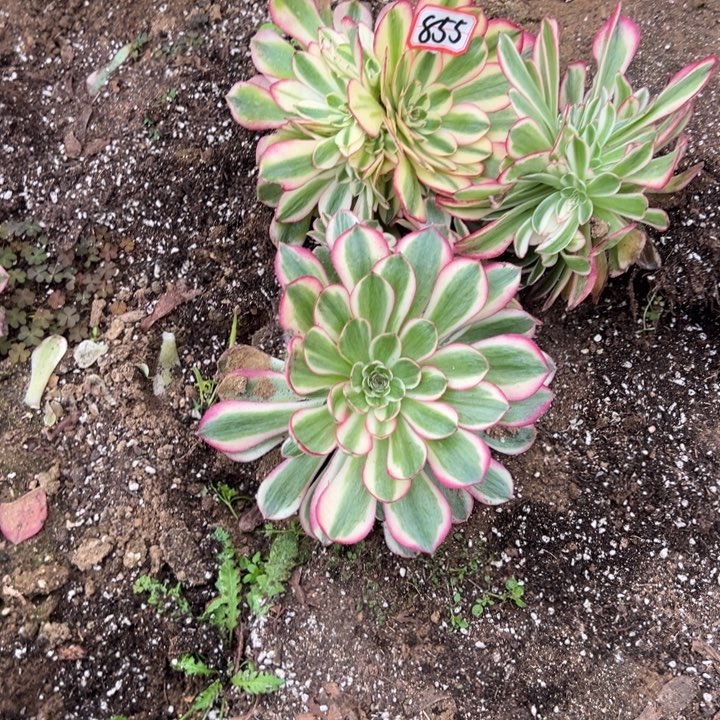 陌****多肉植物855不售后