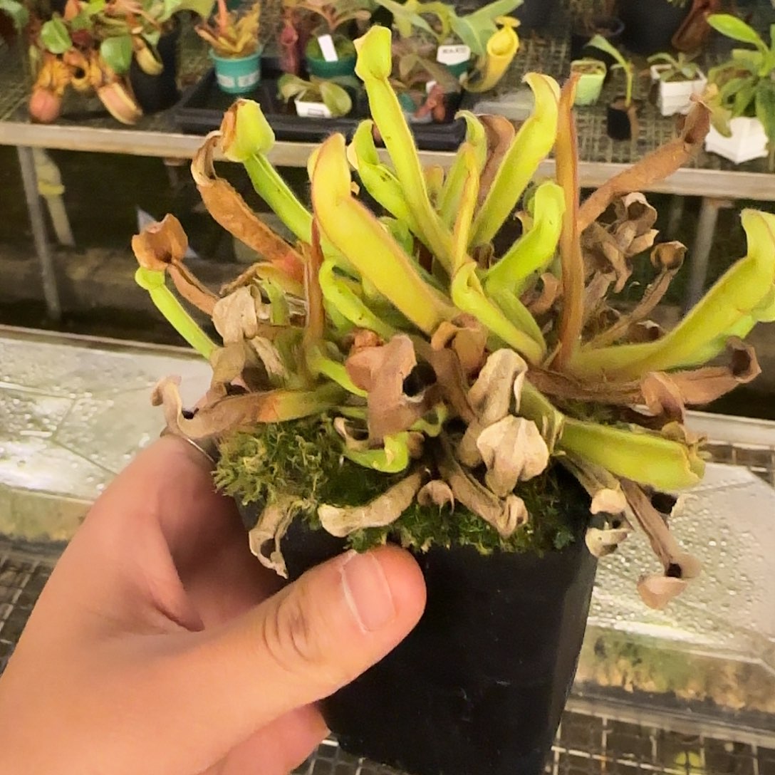 无花朵专拍太阳瓶