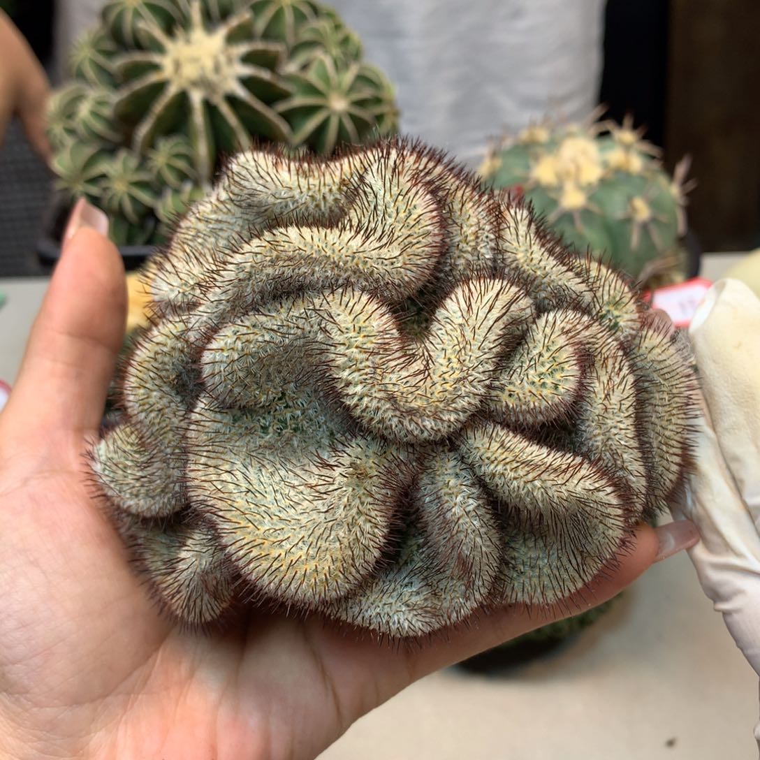     23号 出根芽直刺裴蕾缀化11公分