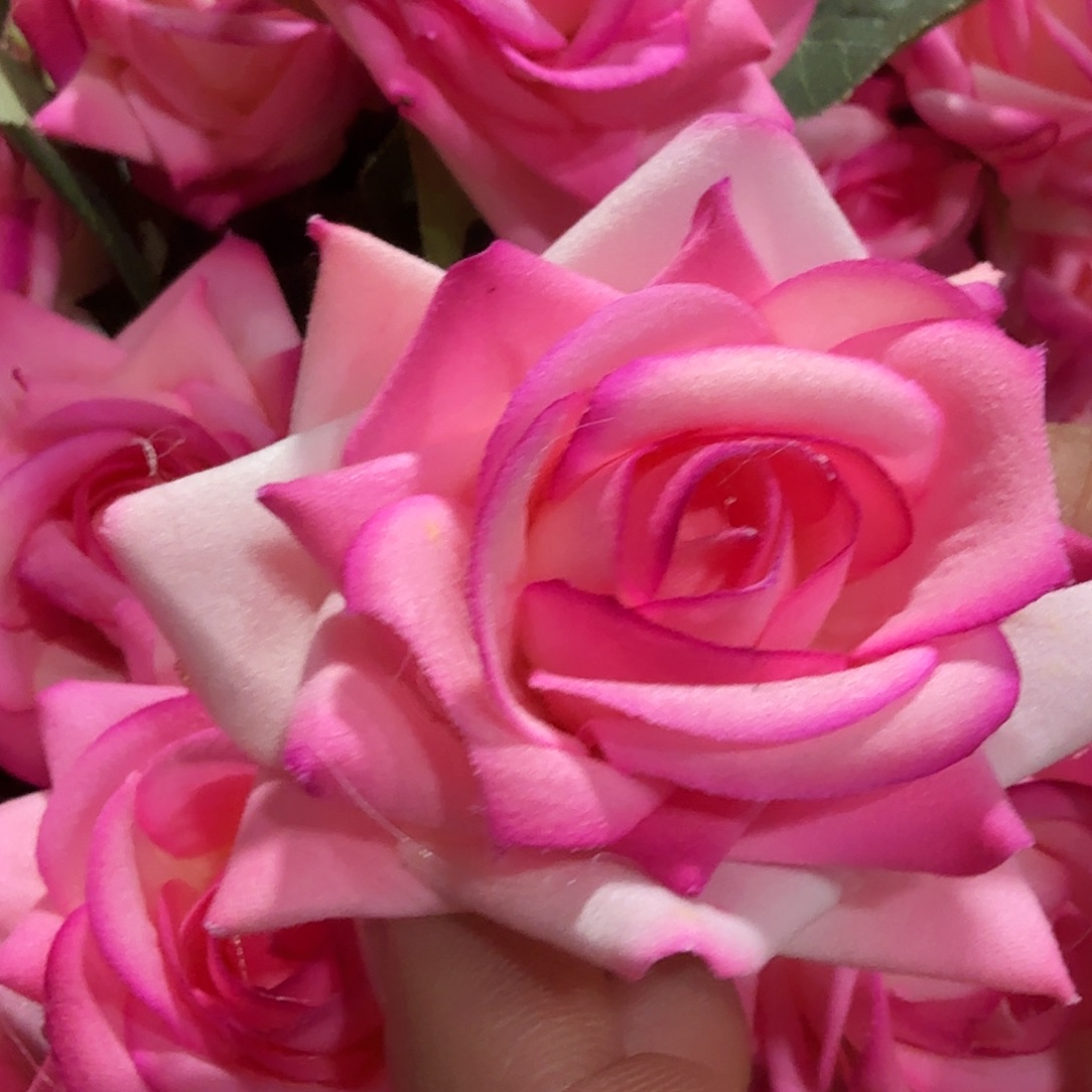 322号孤品玫瑰打包10支