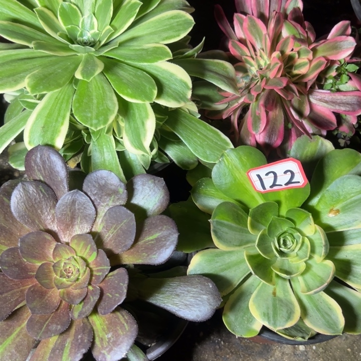 多肉植物122不售后