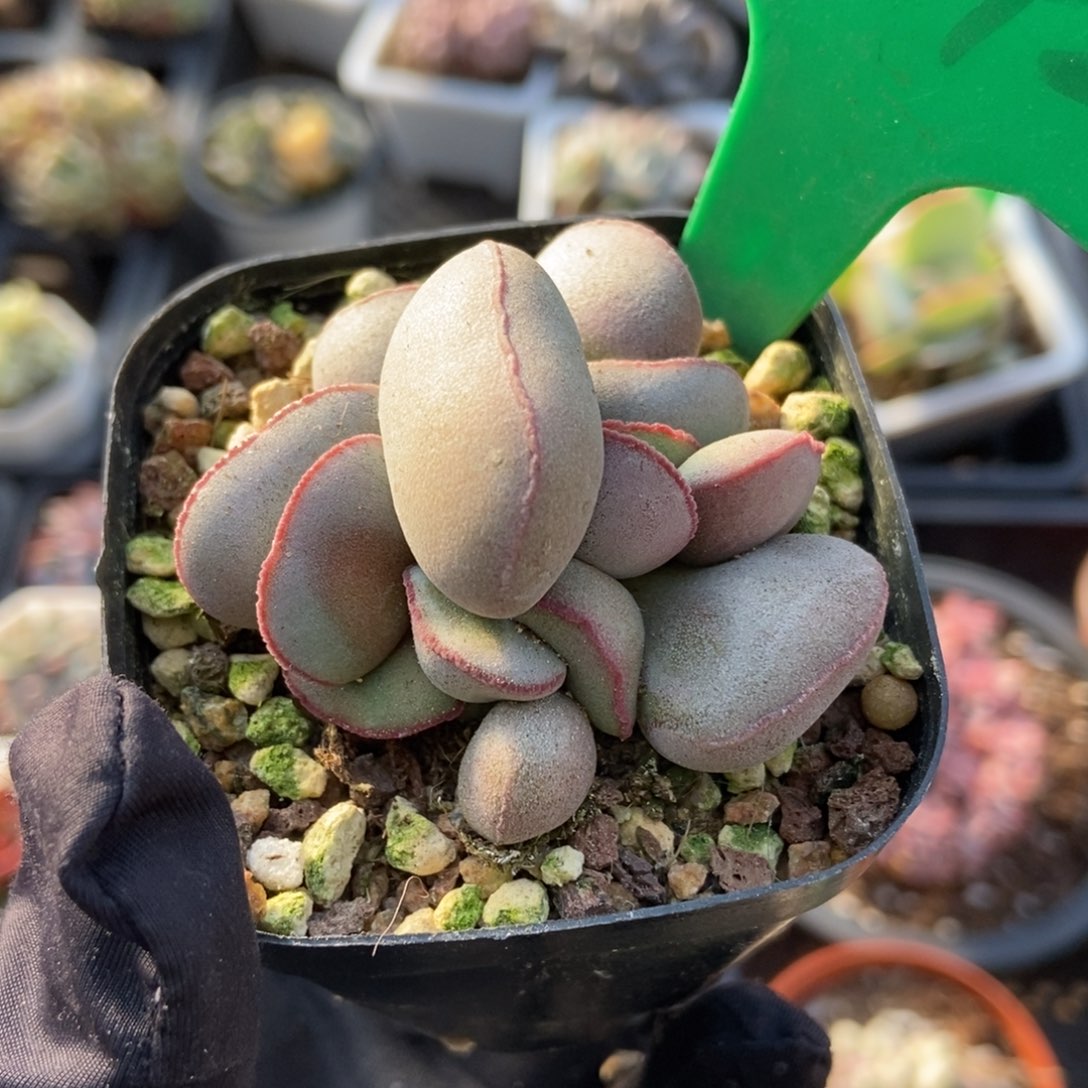 1042红蛋多肉植物