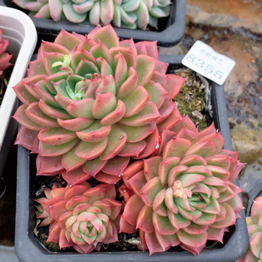 8355杂交多肉植物基地