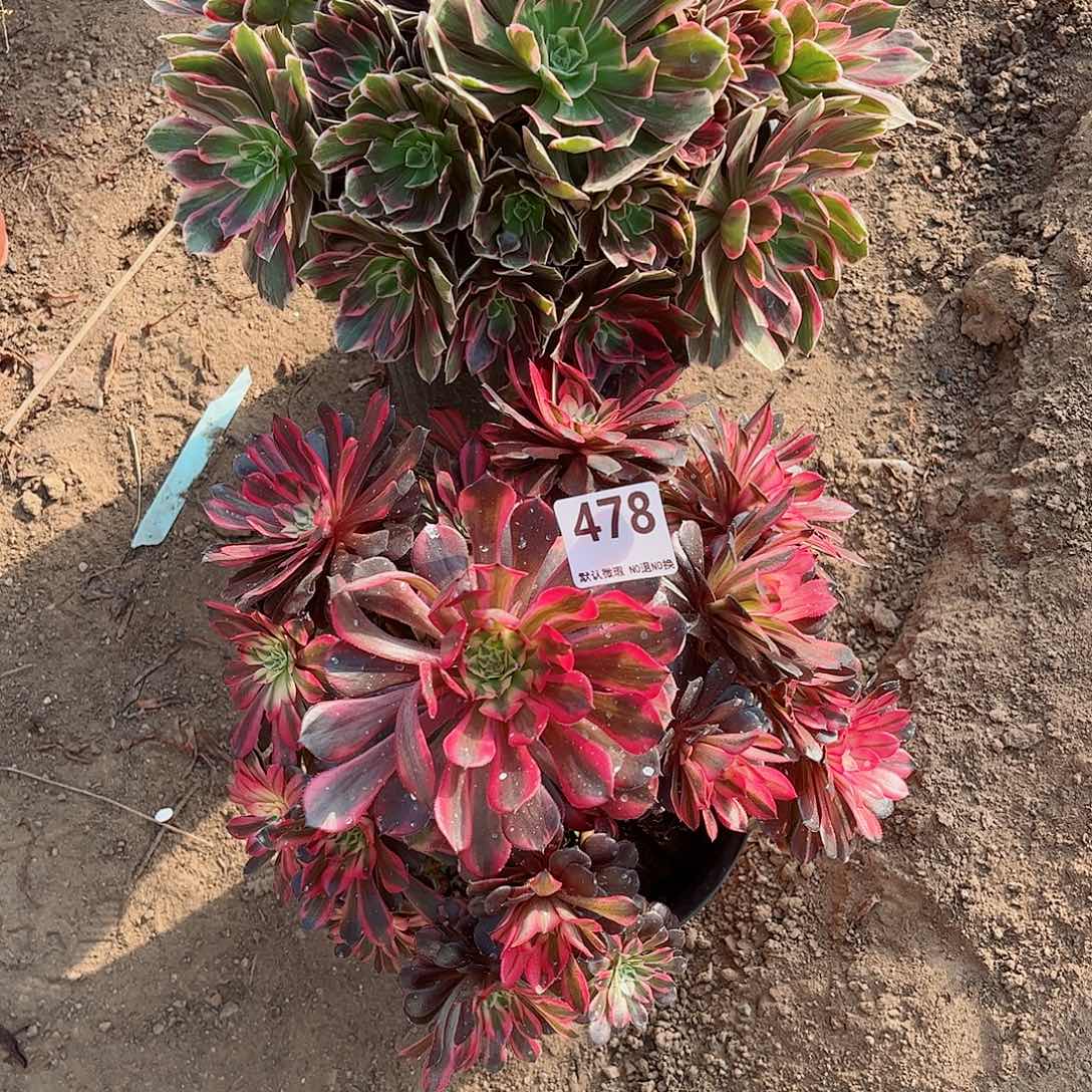 无花朵多肉植物组合479