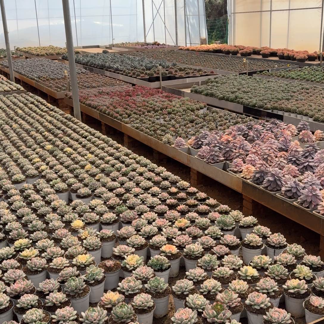 种***闲售后链接多肉植物