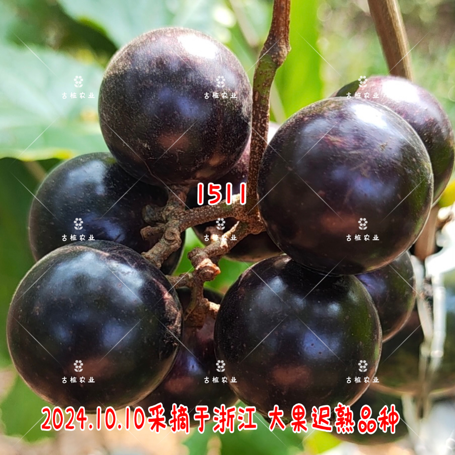 圆叶葡萄1511司韦麦克斯又名甜蜜阿姨雌性懒人葡萄苗盆栽庭院果树