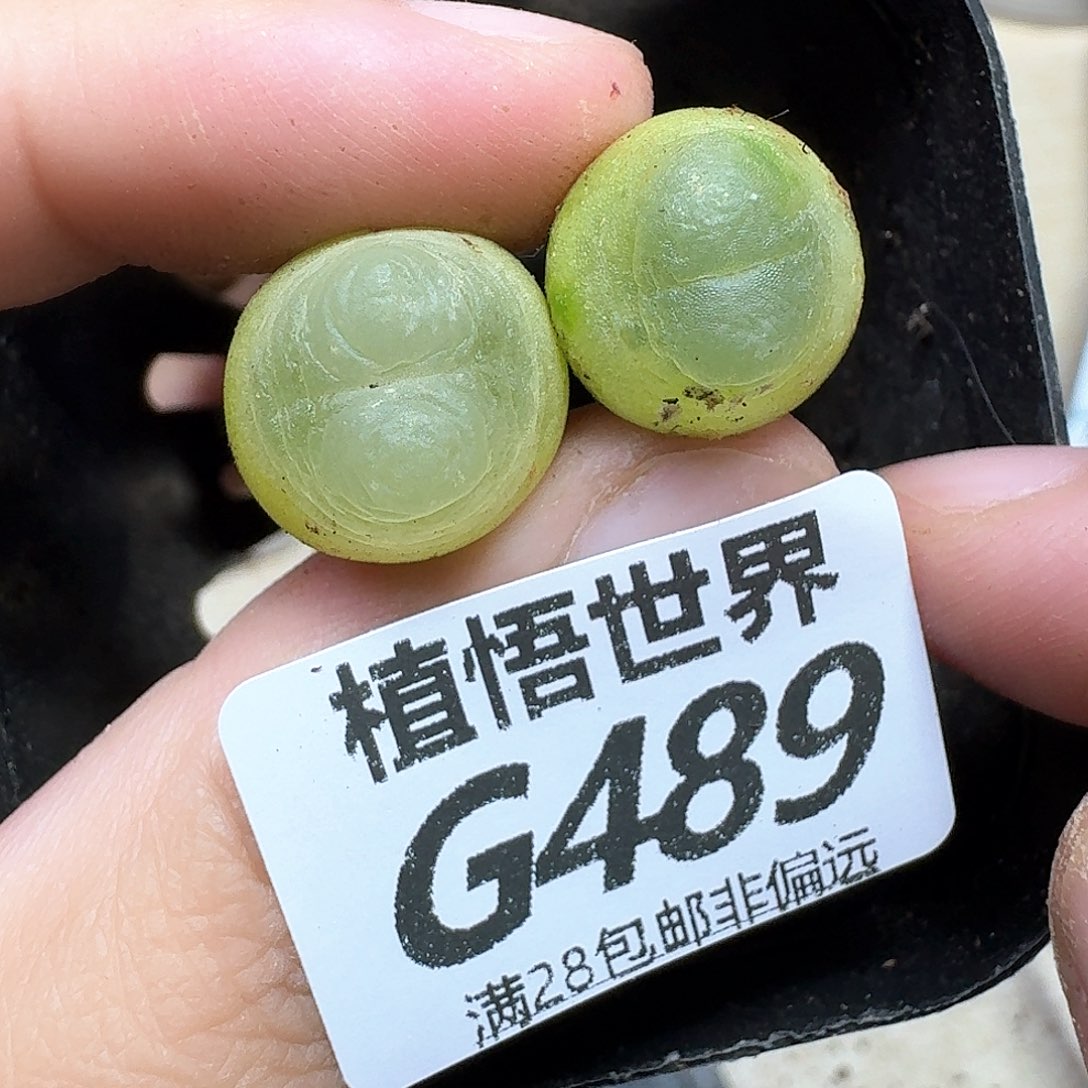 多肉植物的润泽地ghnj