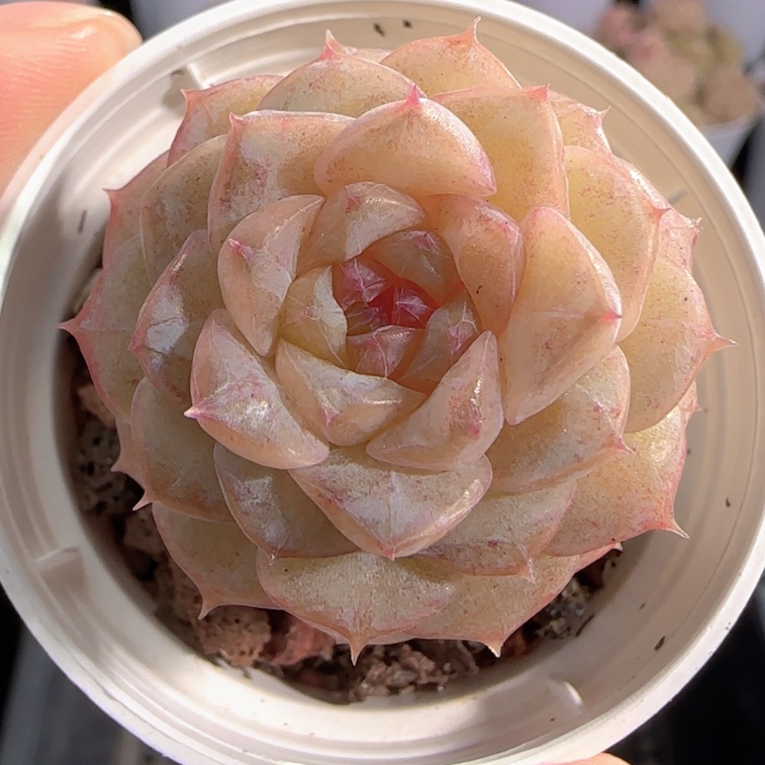 多肉0103-160糖心糖心