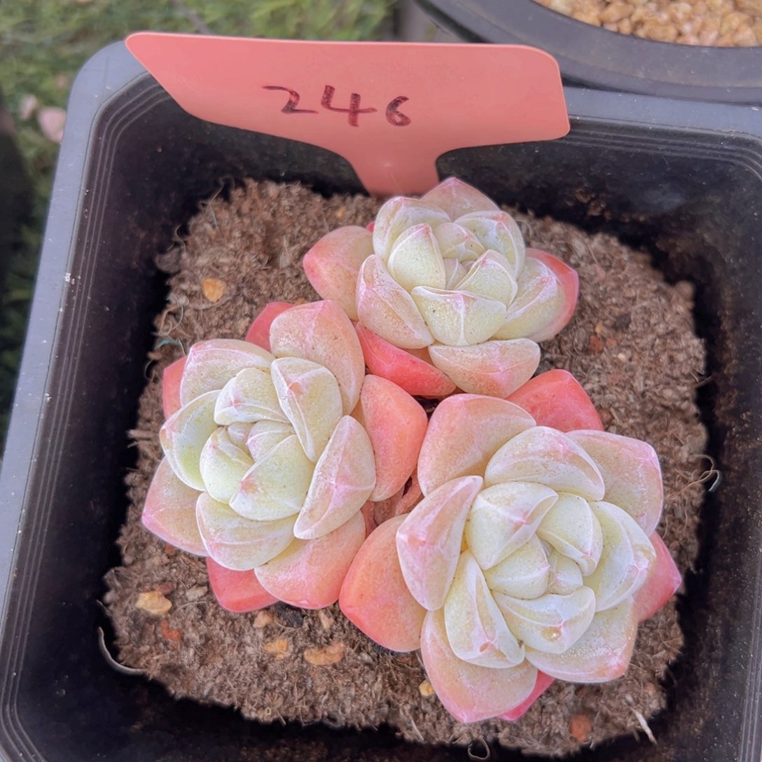 香玉等多种名贵的产品和服务