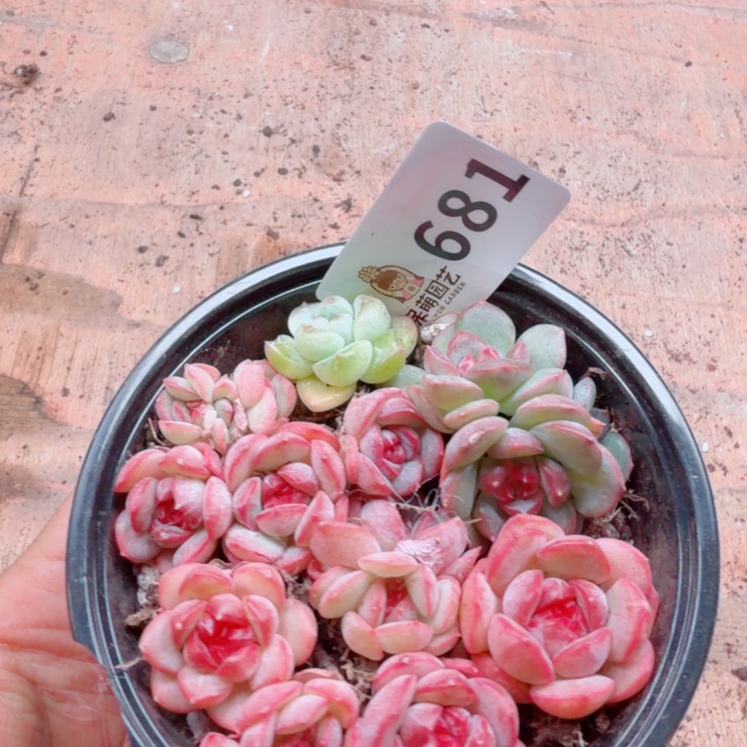 多肉植物多肉植物
