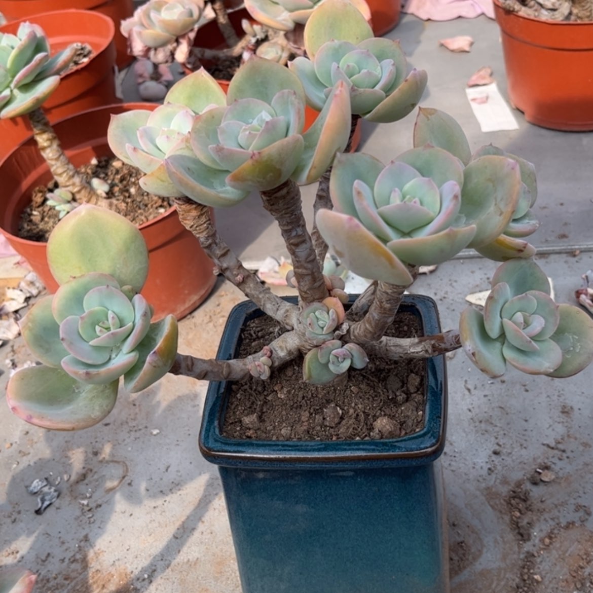 【闪购商品】无花朵炫*