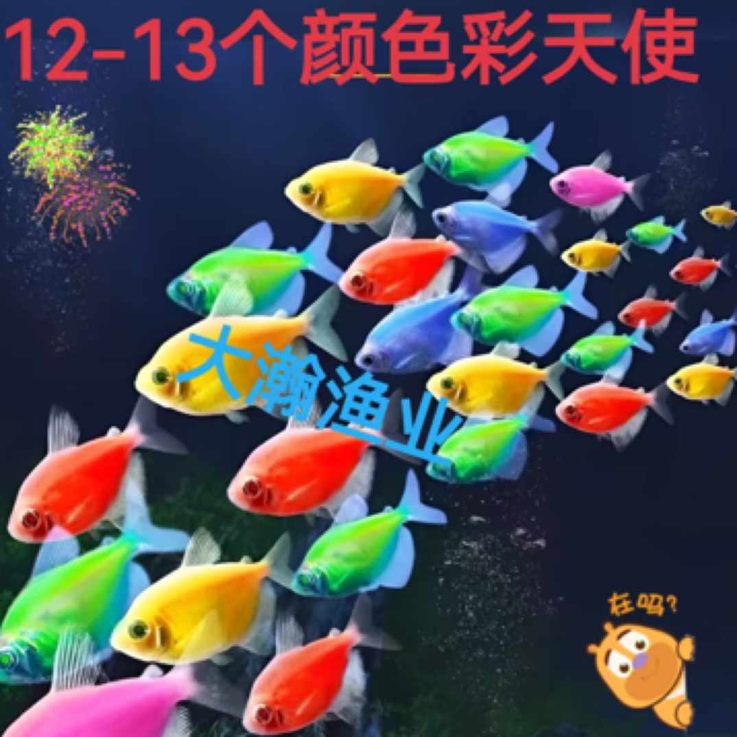 （已售1.9W）13色彩天使鱼小型热带观赏鱼颜色丰富群游好养适合新手