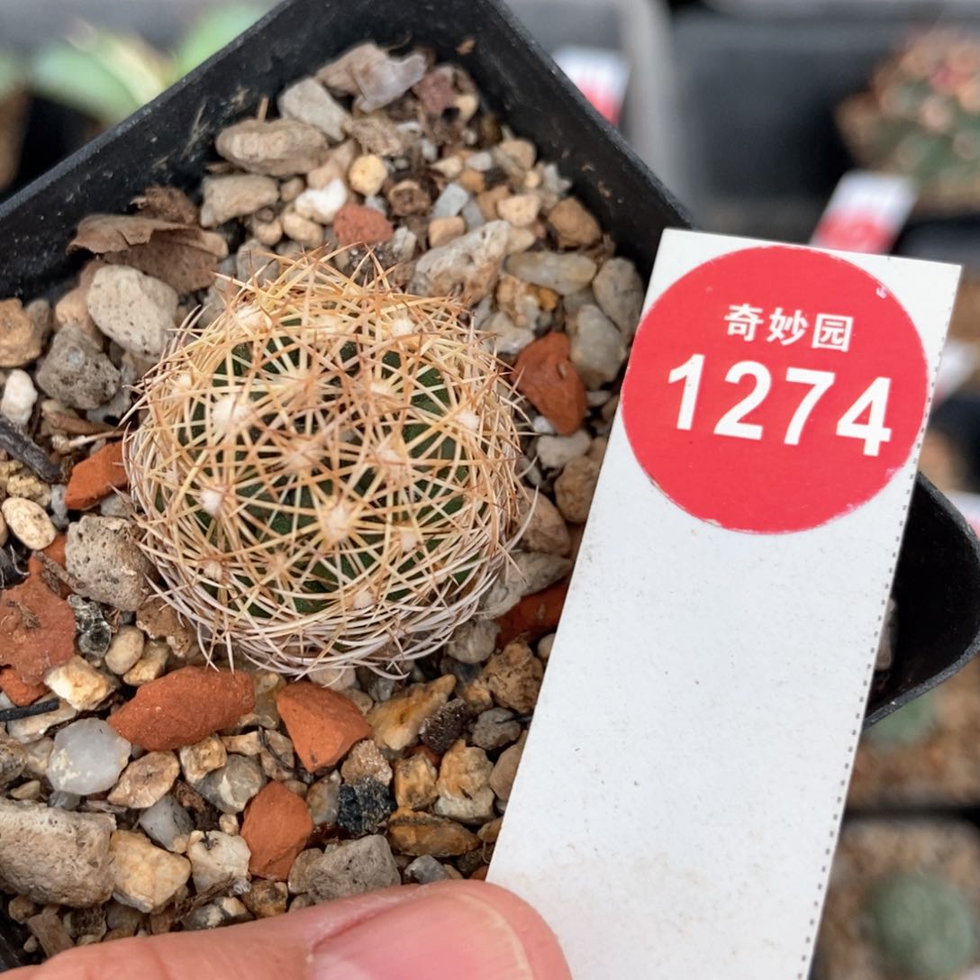 密刺狮子奋迅一颗