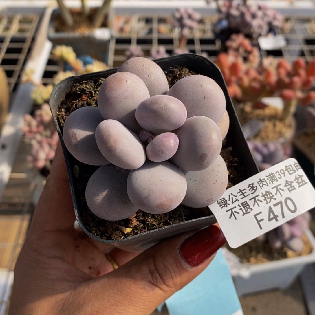 芭比奶酪470/5c m