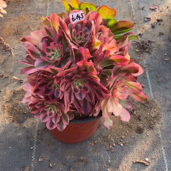 16-145香妃有砍过瑕疵多肉