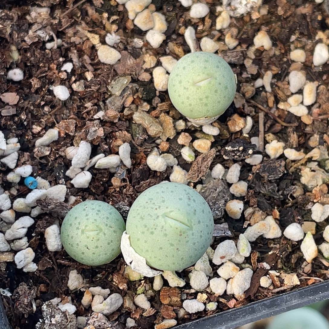 18-32奶油嘴多肉植物