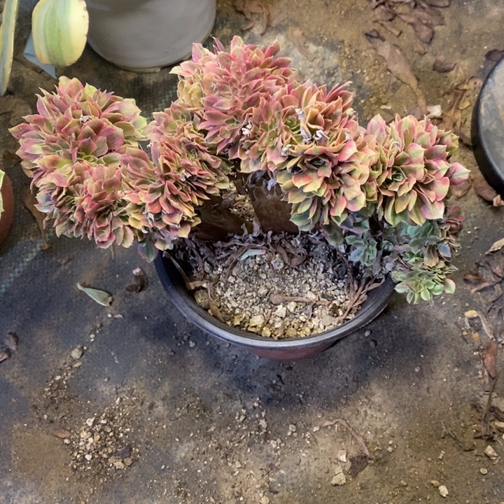 红袖多肉断头不包3929