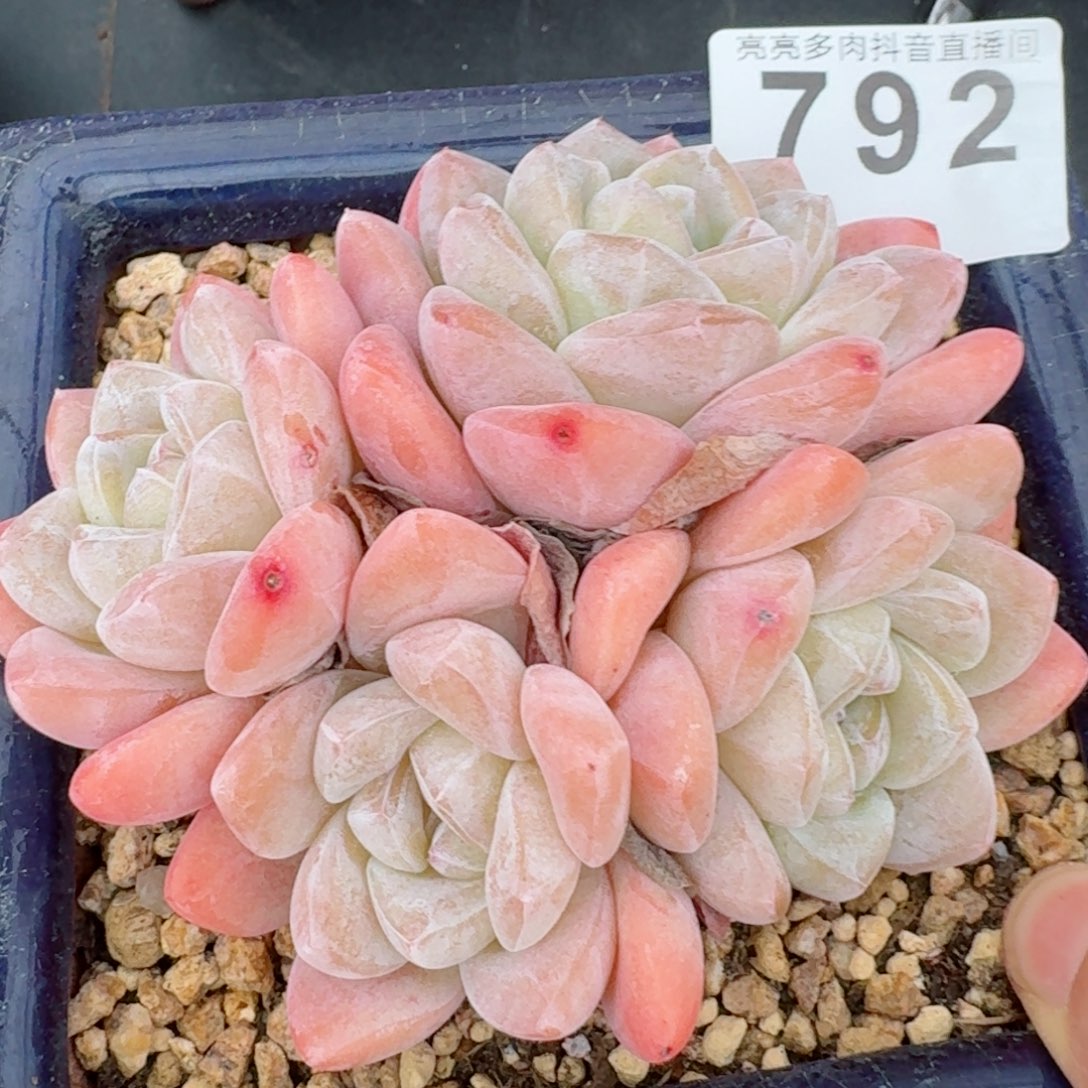 冰玉群生整装无砍