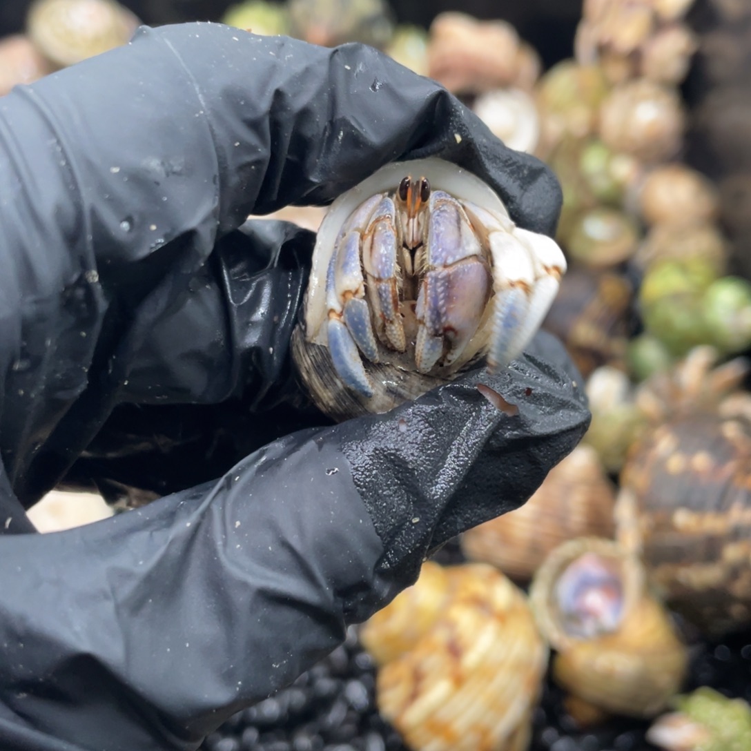 不退不换谢谢支持27