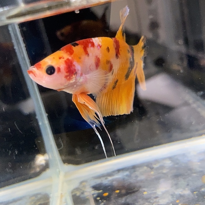 卡***子斗鱼黑240号巨斗将军