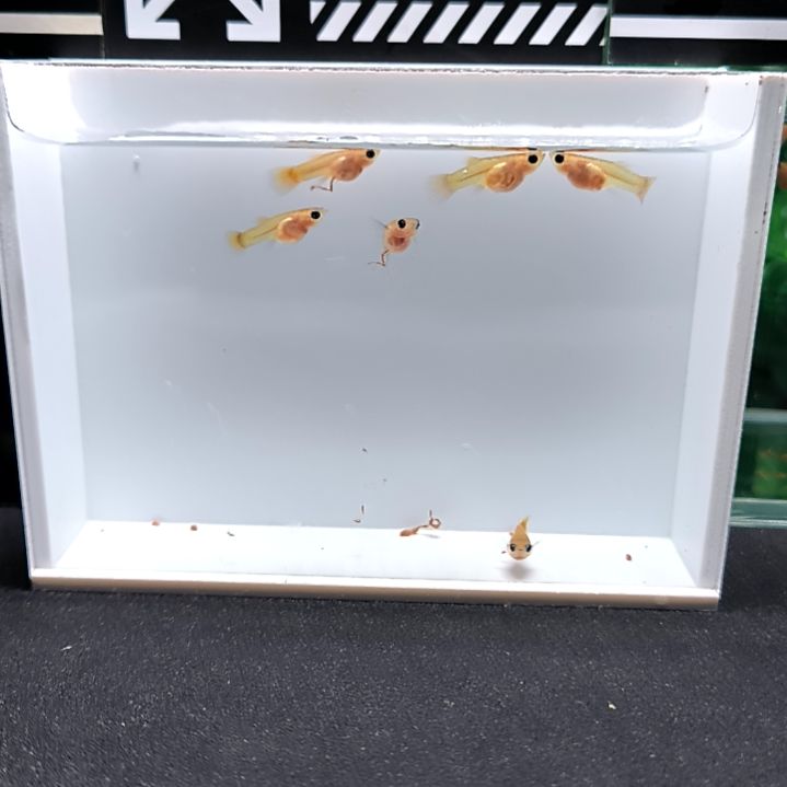 孔雀鱼黄金玻璃猫求c的苗子。6条含一条备损