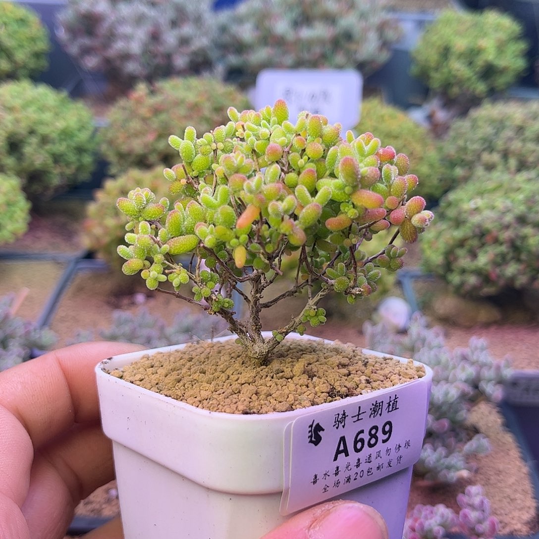 689蜜橘糖球枝干番杏